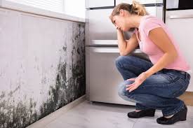 Mold Remediation for Vacation Homes in Cliffside Park, NJ